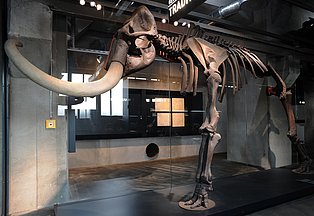 Skelett eines Mammut in der Dauerausstellung des Ruhr Museums.