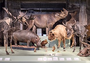Blick in die Sonderausstellung "überLeben in der Eiszeit"