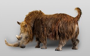 Exponatfoto eines Lebendmodell eines Wollhaarnashorns