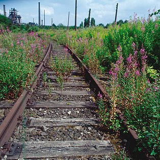 Gleise in Industrienatur Nahaufnahme in Froschperspektiver der Gleise auf Zollverein. Die Gleise sind umgeben von grüner Bewachsung und Blumen. Im Hintergrund ist die Kulisse von Zollverein zu sehen.