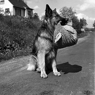 Schäferhund, Ort unbekannt, August 1961 