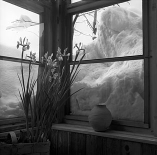 »Die Schneemassen reichen bis an das obere Fenster, drinnen blüht leuchtend blaue Iris«, Ort unbekannt, Februar 1952