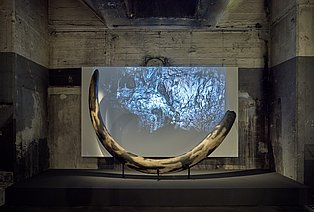 Blick in die Ausstellung "überLeben in der Eiszeit" Mit Fokus auf einen Mammutstoßzahn