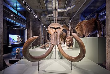 Foto eines Mammutskelettkopfes in der Ausstellung "überLeben in der Eiszeit"