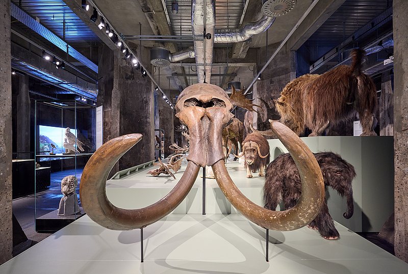 Foto eines Mammutskelettkopfes in der Ausstellung "überLeben in der Eiszeit"