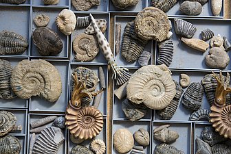 Fossilienfälschungen