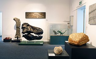 Innenaufnahme eines Ausstellungsraums im Mineralien-Museum. Zu sehen sind Steine und Knochen.