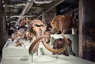 Blick in die Sonderausstellung "überLeben in der Eiszeit" Blick in die Ausstellung mit Fokus auf einen Mammutschädel