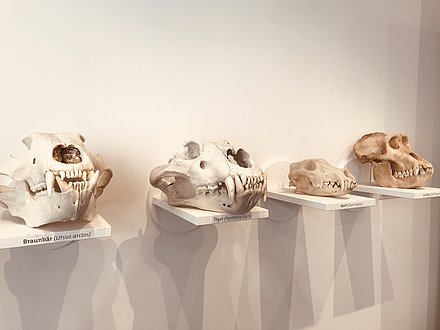 Aufnahme von vier Schädeln von Tieren der Urzeit.