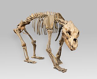 Leihgabe des Museums für Ur- und Ortsgeschichte, Museumszentrum Quadrat, Bottrop