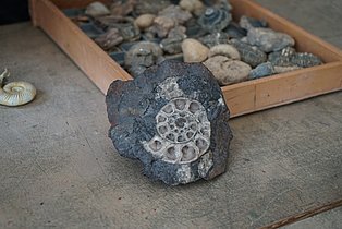 "Fossilien fäschen" im Mineralien-Museum