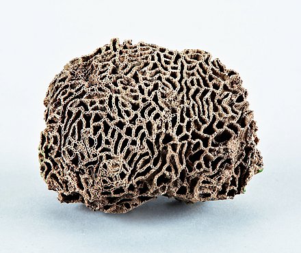 Image of a chain coral.