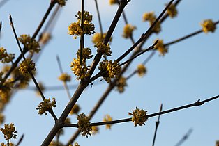 Nahaufnahme von Kornelkirsche (Cornus mas) vor blauem Hintergrund.