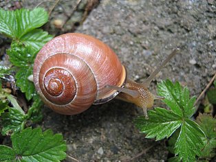 Nahaufnahme einer Hain-Bänderschnecke (Cepaea nemoralis) auf dem Gelände von Zollverein.