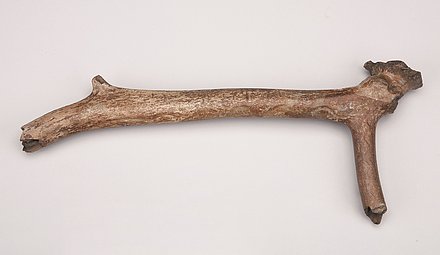 Aufnahme einer Geweihhacke aus der Emscher, um 10.000 v. Chr..