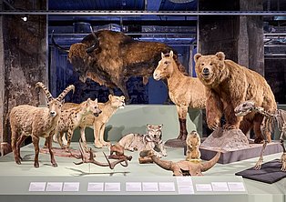 Foto von eiszeitliche Tiere in der Sonderausstellung