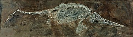 Fossil eines Fischsauriers.