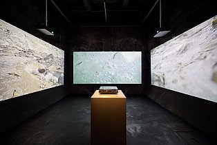 Blick in die Sonderausstellung "überLeben in der Eiszeit" 