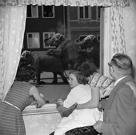 Schwarz-Weiß-Aufnahme einer Familie, die durch ein Wohnzimmerfenster Zirkuselefanten auf der Straße beobachten.
