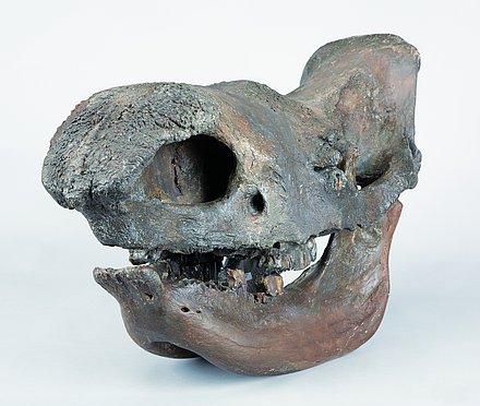 Photograph of a skull with lower jaw of the woolly rhinoceros Coelodonta antiquitatis (BLUMENBACH). 