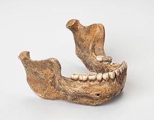 Der Überrest eines Homo heidelbergensis gilt als eines der bedeutendsten Fossilien eines Menschen in Europa. Leihgabe der Universität Heidelberg, Institut für Geowissenschaften
