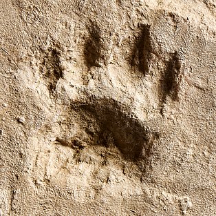 Foto eines Tatzenabdruckes eines Höhlenlöwen von Bottrop-Welheim, ca. 42.000 –35.000 Jahre alt