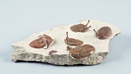 Trilobites Neoasaphus kowalewskii with stalk eyes, Illaenus tauricornis with curved cheek spines and Neoasaphus plautini.