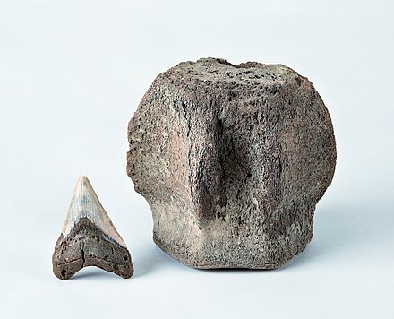 Image of a tooth of the large shark Megaselachus magalodon (AGASSIZ) and a vertebra of a baleen whale. 