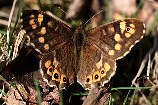Waldbrettspiel (Pararge aegeria) Waldbrettspiel (Pararge aegeria)