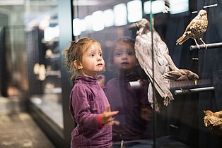 Ein junges Kind betrachtet mit faszinierten Kinderaugen, ein Tier in der Dauerausstellung.