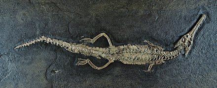 Image of a skeleton of a marine crocodile Steneosaurus bollensis (CUVIER). 